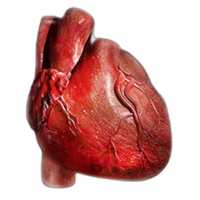 Lp(a) Clinical Guidance