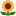 Marigold Town