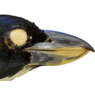 Mark My Bird