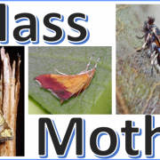 Mass Moths