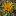 Mittelmeerflora