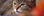 Munich-Cats