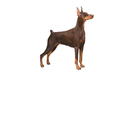 MyDogExpo