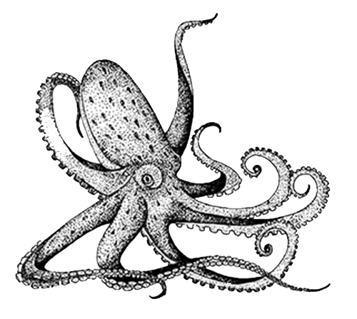 Octopus Prediction