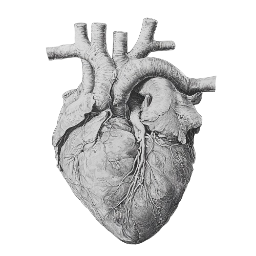 Opti ECG