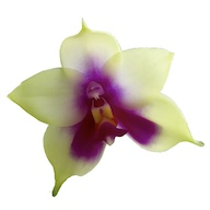 Orchidex