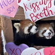 Panda3DS