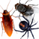 PestGame