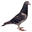Pigeons.in.ua
