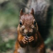 Project Squirrel