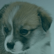 PuppyWeightPredictor