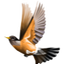 RobinWords