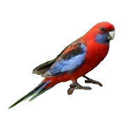 Rosella Software