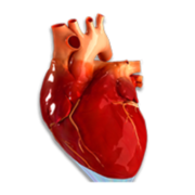 ECG3D