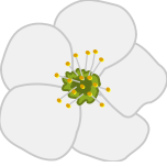 SakuraDict