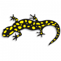 Salamander Group