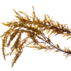 Sargassum Tracker
