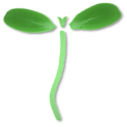 SeedLeaf