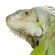 SeoSamba