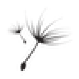 SetSeed