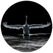 SWAN