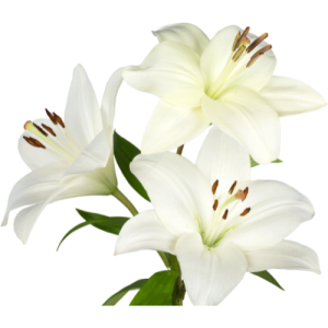 The Departed Obituaries
