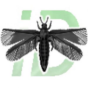 Thrips-ID