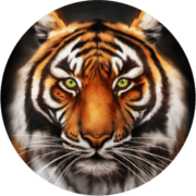 Tiger Correctional