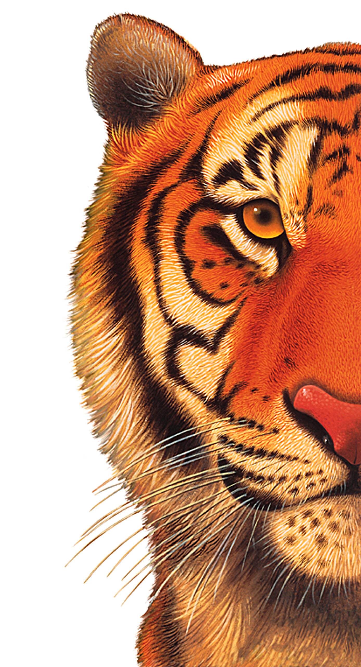 TigerView Dental