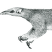Tranalyzer