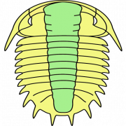 Trilobite Solutions