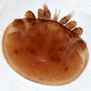 Varroa-App