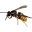 Voti