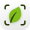 Ficus