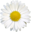 What’s that flower?