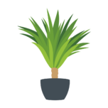 Yucca