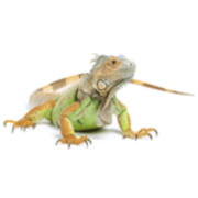 Iguana