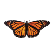 Monarch