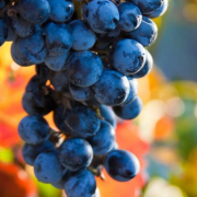 Vintegrate Winemaking